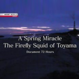 NHK world 纪实72小时 春天的日本海 等待荧光乌贼 [英语英字]