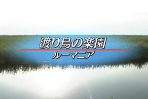 世界生态旅游 候鸟乐园 罗马尼亚 [日语中字]