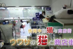 纪实72小时 传说中的赐福猫与商业街 [日语中日双字]