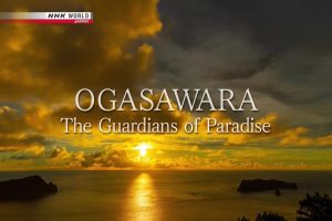 NHK world 小泽原天堂的守护者 [英语无字]