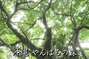 新日本風土記「沖縄 やんばるの森」[日语日字]