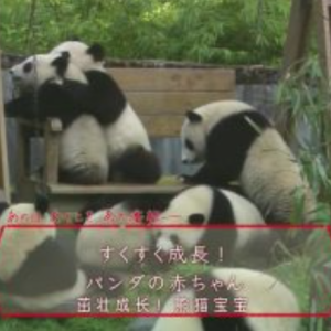 不可思议的熊猫宝宝养育物语 茁壮成长！熊猫宝宝 [日语中日双字]