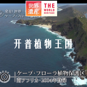 世界遗产 开普植物王国[日语中日双字]