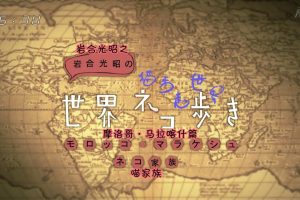 猫步走世界 摩洛哥马拉喀什 猫咪家族[日语中日双字]