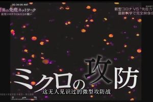 免疫细胞大战新冠病毒[日语中日双字]