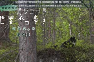 猫步走世界 挪威森林里的猫[日语中日双字]