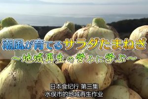 日本美食纪行 (03) 学习在海风中培育沙拉洋葱[日语中字]