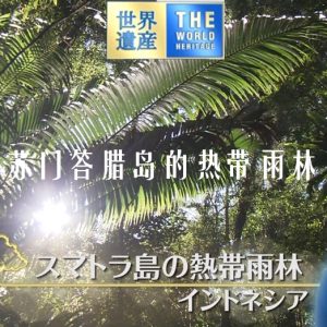 世界遗产 苏门答腊岛的热带雨林[日语中日双字]