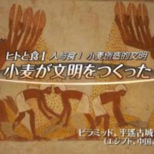 世界遗产 人与食Ⅰ 小麦创造文明[日语中日双字]