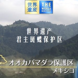 世界遗产 君主斑蝶保护区[日语中日双字]