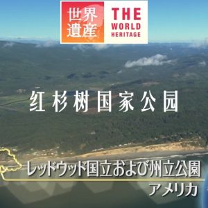 世界遗产 红杉树国家公园[日语中日双字]