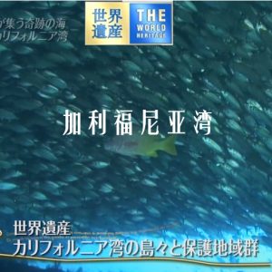 世界遗产 加利福尼亚湾[日语中日双字]