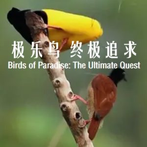 极乐鸟：终极追求 Birds of Paradise: The Ultimate Quest 2017年 [全2集][英语中字]