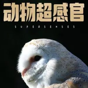 动物超感官 Supersenses 2020年[全6集][BBC纪录片]