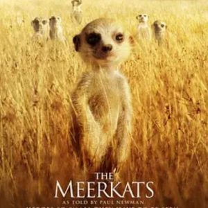 蒙哥 The Meerkats 2008年 [全1集][BBC纪录片][英语中字][720P]