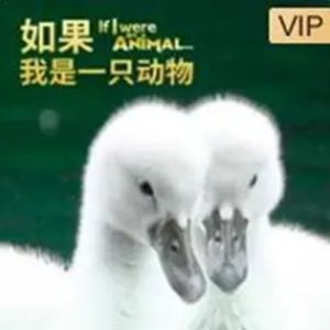 如果我是一只动物 If I Were an Animal 2018年 [52集][普通话][1080P超清]