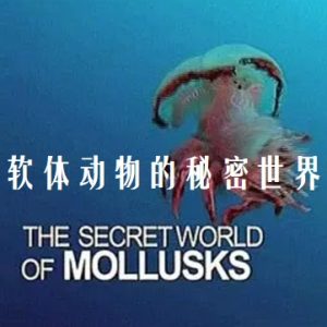软体动物的秘密世界 Le monde merveilleux des mollusques 2013年 [全1集][普通话][1080P]