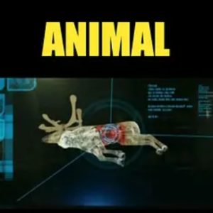 动物犯罪现场 Animal Crime Scene 2005年[全5集][BBC纪录片]
