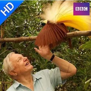 自然世界 天堂之鸟 Natural World: Birds of Paradise 2010年 [全1集][BBC纪录片]