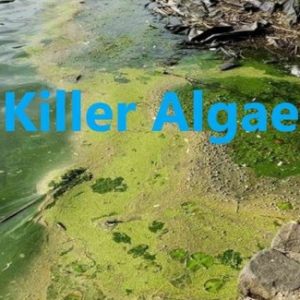 杀手藻 Killer Algae 2009年 [全1集][BBC纪录片]