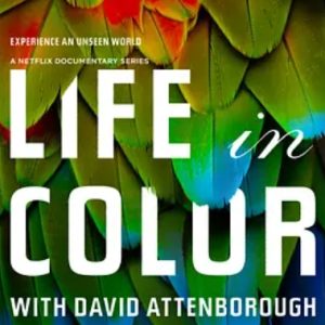 生命之色 Life In Colour 2021年 [全4集][英语双语字幕][1080P]