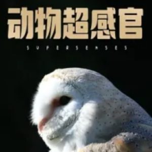 动物的超级感官[全3集][英语中字][1080P]