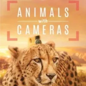 假如动物会摄影[全3集][英语中英双语字幕][1080P]