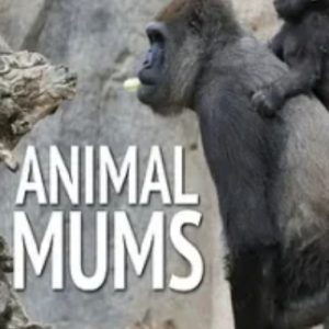 动物妈妈 Animal Mums (2015)