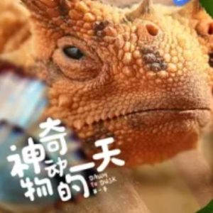 神奇动物的一天 第一季 Dawn to dusk Season 1 (2021)