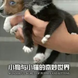小狗与小猫的奇妙世界 The Wonderful World of Puppies and Kittens (2016)