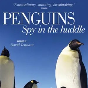 企鹅群里有特务 Penguins: Spy in the Huddle (2013)
